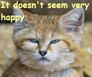 It doesn't seem very happy.